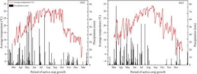 How forage grain ratoon rice improves the grain yield during the ratoon season